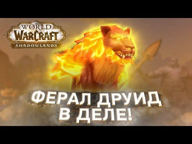 ФЕРАЛ ДРУИД ВАНШОТ БИЛД в ДЕЛЕ! Shadowlands! WoW 9.0.5! ● РЭЙВИС