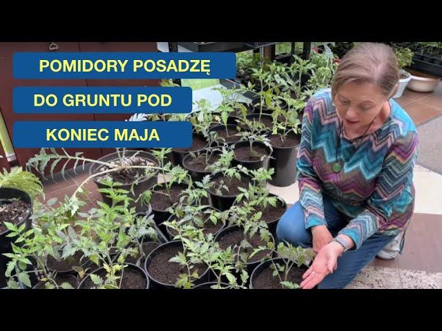 Jak Ochronić Pomidory Przed Zimnem