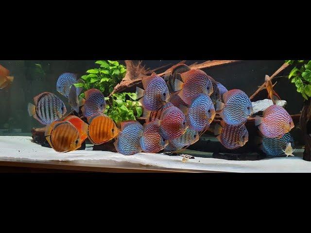 Gorgeous Discus Tank (350x80x80cm, 2000 L, sumped)  by Bianca and Andreas Tillmann. Sound added