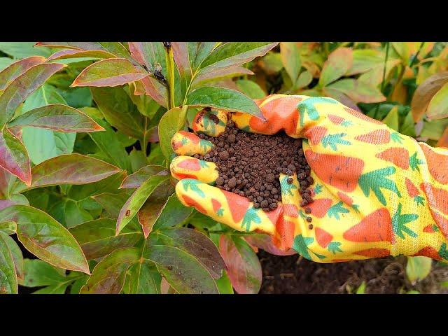 PEONY WILL BE BEAUTIFUL AND FLOWERING FLOWER if you give them this in the fall