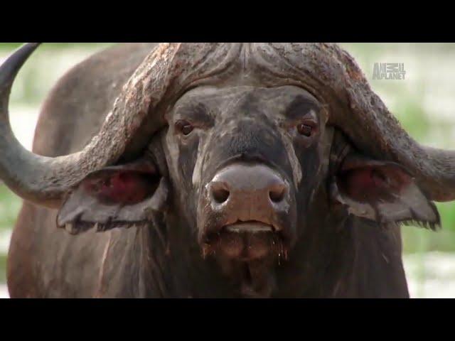 Война львов  Охота на буйволов   Nat Geo WILD HD