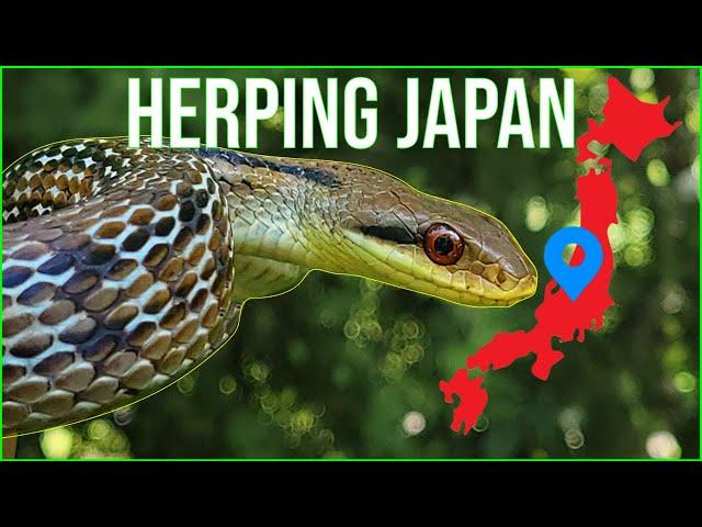 Herping Japan: Discovering Hidden Snakes And Spiders!