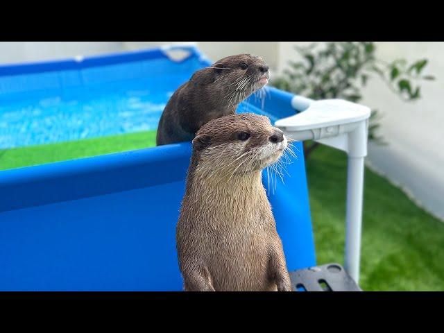 The Standing Otter #Shorts