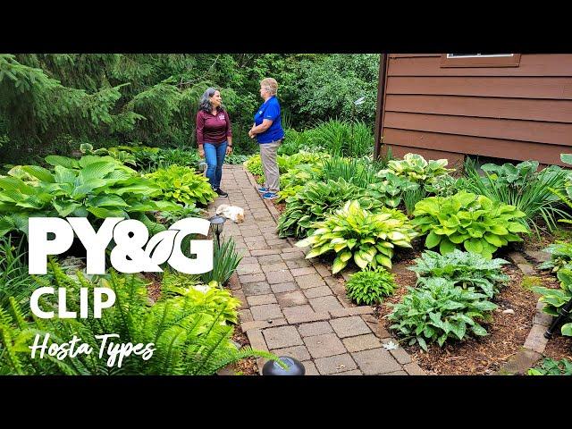 Hosta Types | Selecting and Growing Hostas | Prairie Yard & Garden 3703