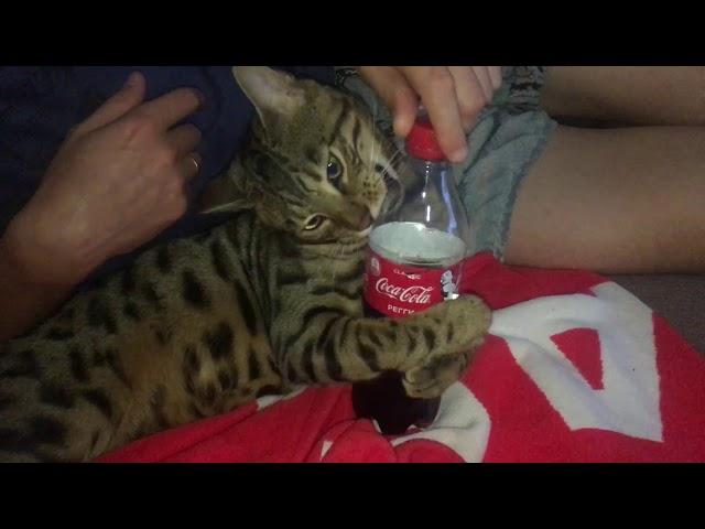 Бенгальский кот и кока-кола.  Bengal cat and Coca Cola