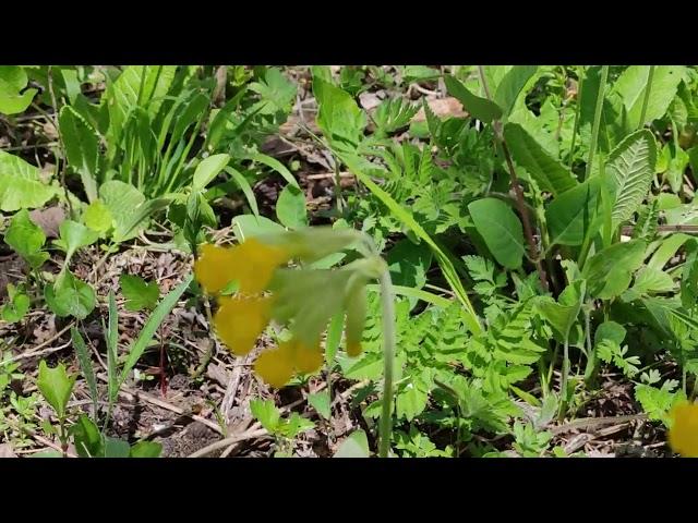 16.04.2024г г Нальчик Весна Кабардино Балкарии 2часть видео смотреть