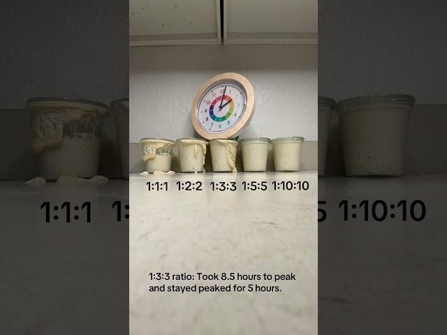 Sourdough Starter Feeding Ratios Timelapse