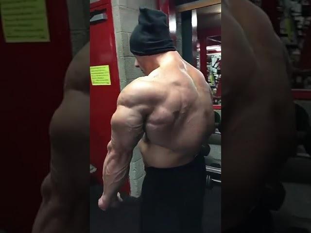 A beautiful massive muscle bull and muscle veins