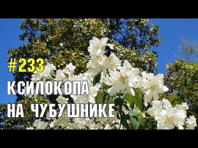 Ксилокопа - редкая пчела-плотник | Жизнь в Адлере