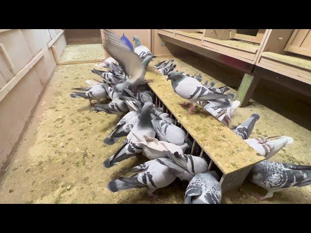 Спортивные голуби в Германии 2 / racing pigeons germany