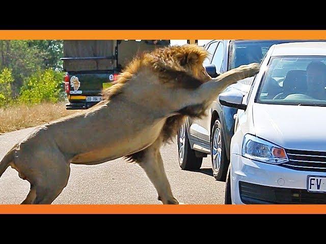 Lion Shows Tourist Why Windows Should be Closed!