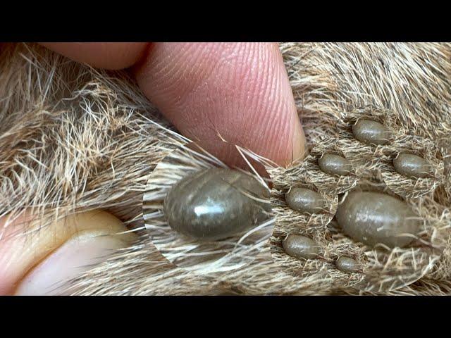 Big Ticks a lot - Remove big tick from my dog