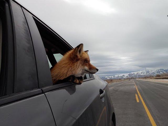 Driving around with Charlie (My pet fox loves car rides!)