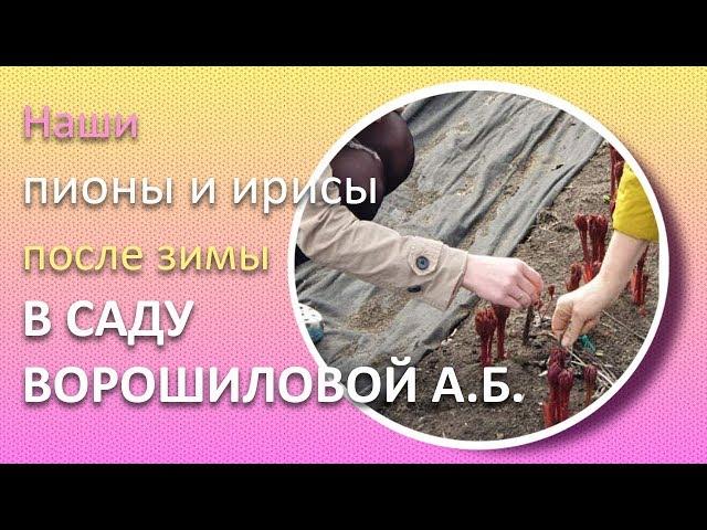 Пионы и ирисы после зимы / Сад Ворошиловой