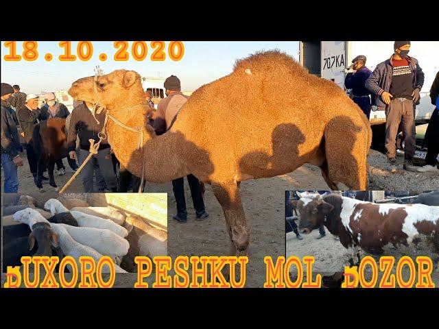 BUXORO PESHKU NAVOI KURIK MOL BOZOR. БУХОРО ПЕШКУ НАВОИ КУРИК МОЛ БОЗОР.  18 октября 2020 г.