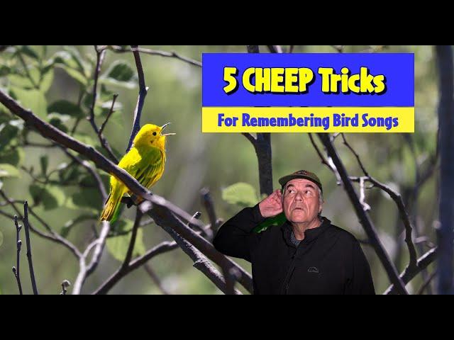 5 CHEEP TRICKS for Identifying the Bird Songs You Hear