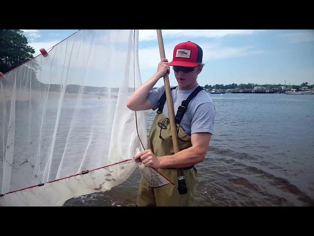 UNE Seine Netting Research in Maine