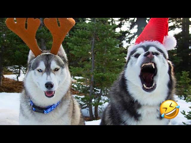 FUNNIEST Huskies | Normal dogs vs Huskies | 10 Minutes Best Videos | Part 27