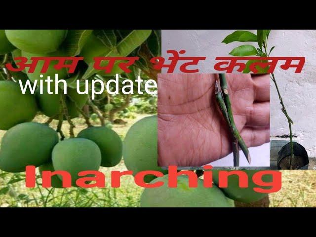 कलमी आम तैयार करने की inarching  विधि / भेंट कलम लगाना/Grafting