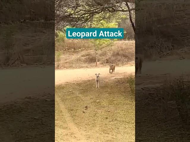 Leopard attacked dog in Jhalana #jhalana #leopard #dog #ytviral