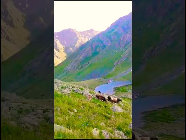 Nomadic shepherd cows difficult plateau life travel wiev #music #doğa #nature #cows #shepherd