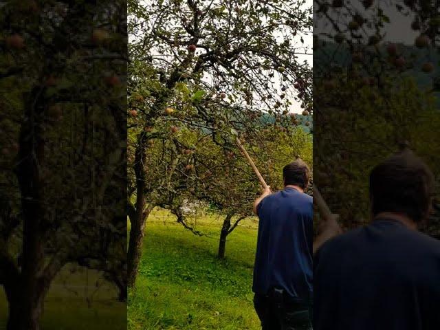 Apfelernte im Schwarzwald; #shorts #blackforest#Streuobstwiese#apple#harvest#nature#menpower