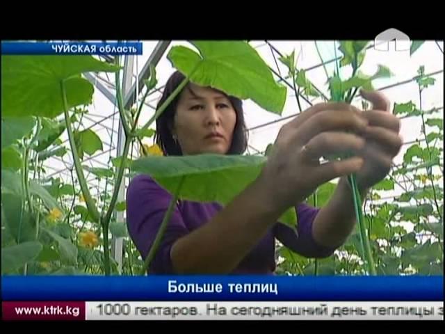 Тепличный бизнес молодого предпринимателя Нургазы