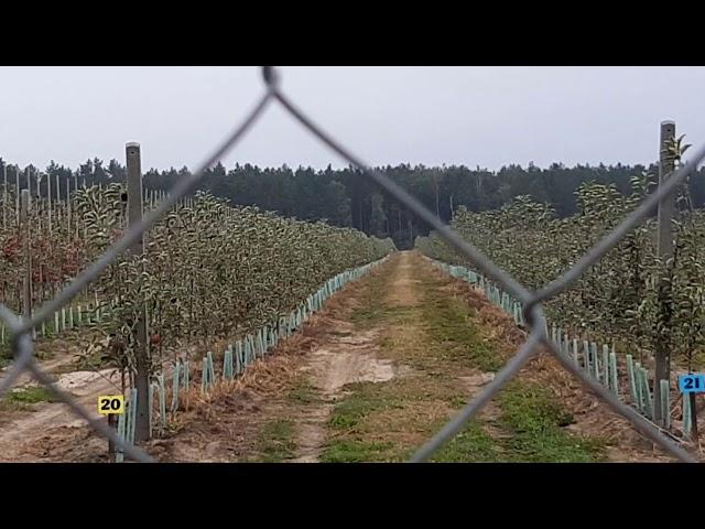 Яблоневый сад . Год спустя. Беларусь. 2019.