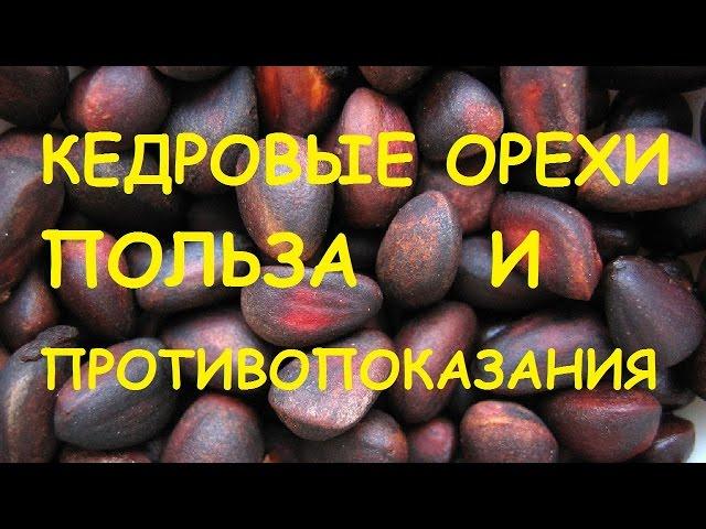 Кедровые орехи. Полезные свойства и противопоказания.