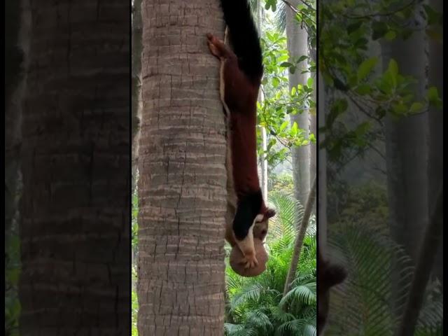 What a BIG Squirrel ️ |DK passion |#shortsfeed #squirrel #animals