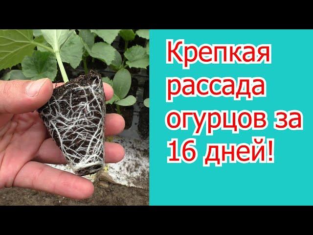 Вы удивитесь как просто вырастить много рассады огурцов за 16 дней!