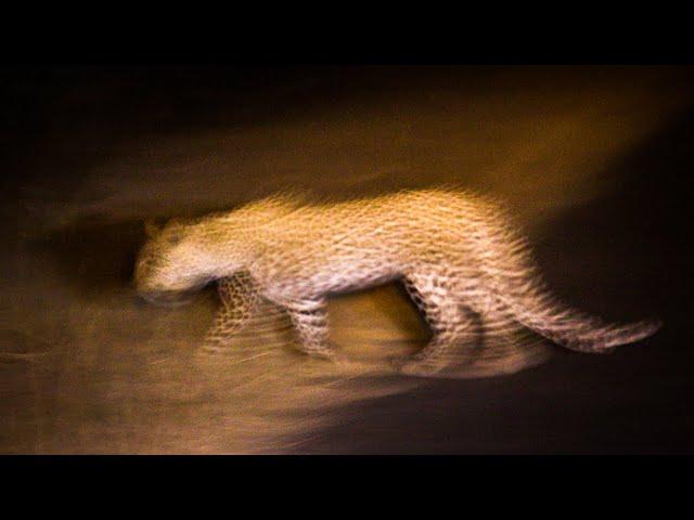 Kruger Park night sounds | Lower Sabie, KNP, South Africa - African safari nature sounds 110