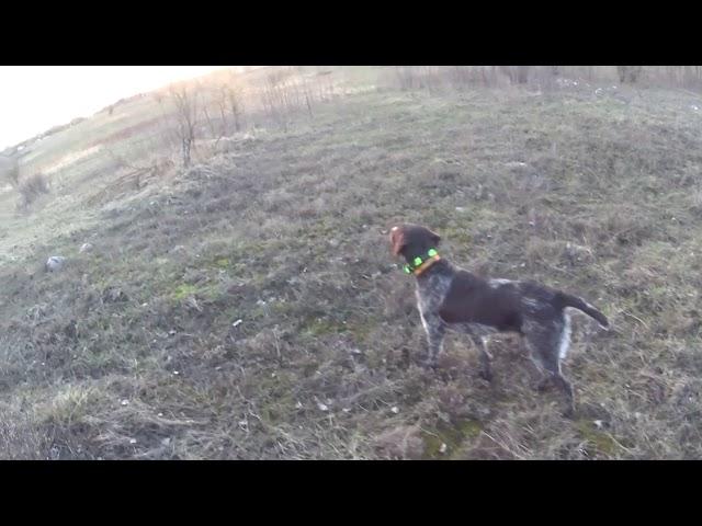 Training Drthaara on the ptarmigan.