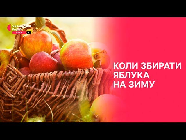 Коли збирати яблука на зиму | Дім, сад, город