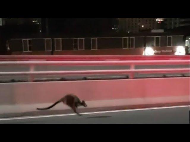 Wallaby apprehended after hopping across Sydney Harbour Bridge