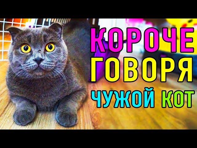 КОРОЧЕ МЯУ ГОВОРЯ ЧУЖОЙ КОТ | ПАРОДИЯ Magic Pets