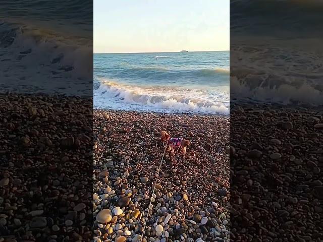 #маленькаясобачка #йорк #море #отдых #beach #york #smalldog #sea