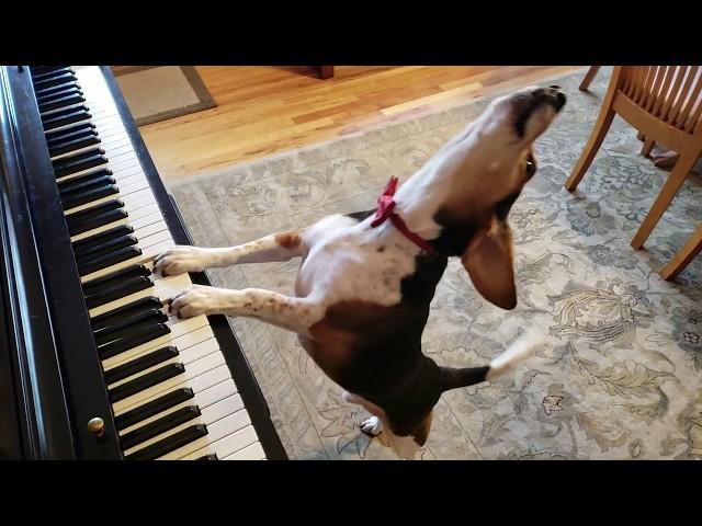 NEW SONG! Buddy Mercury in Red - The Singing Beagle Plays Piano