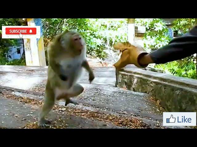 Fake Dinosaur Head Prank On Monkey | Part 2 | Very Funny