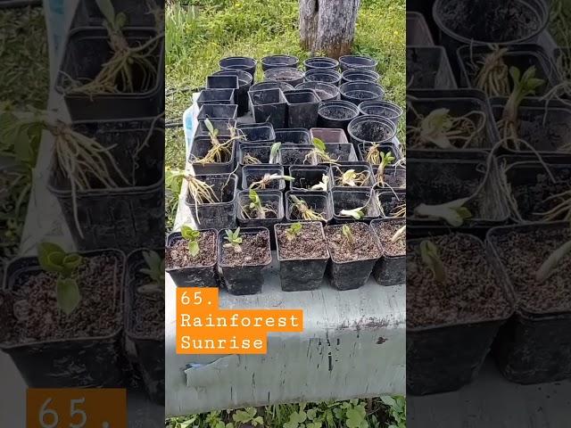 65. Rainforest Sunrise хоста восход солнца в тропическом лесу. сажаю новые саженцы.