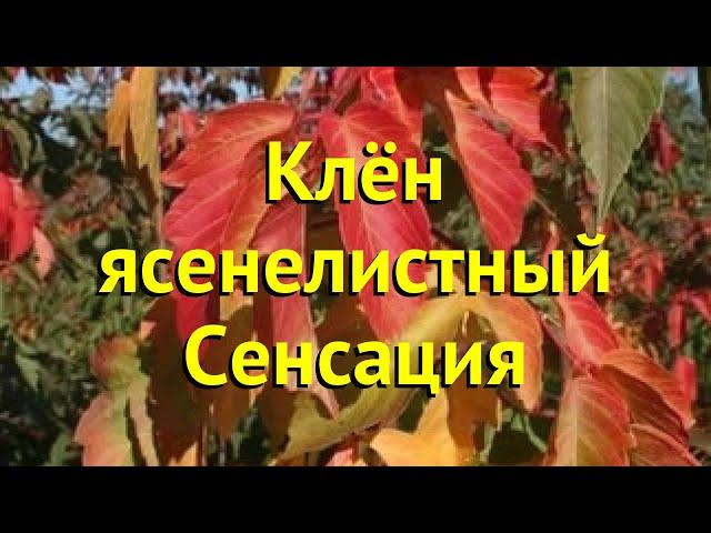 Клен ясенелистный Сенсация. Краткий обзор, описание характеристик acer negundo Sensation