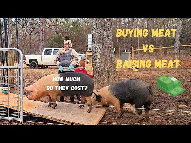 Raising PIGS for food || Is it worth it?