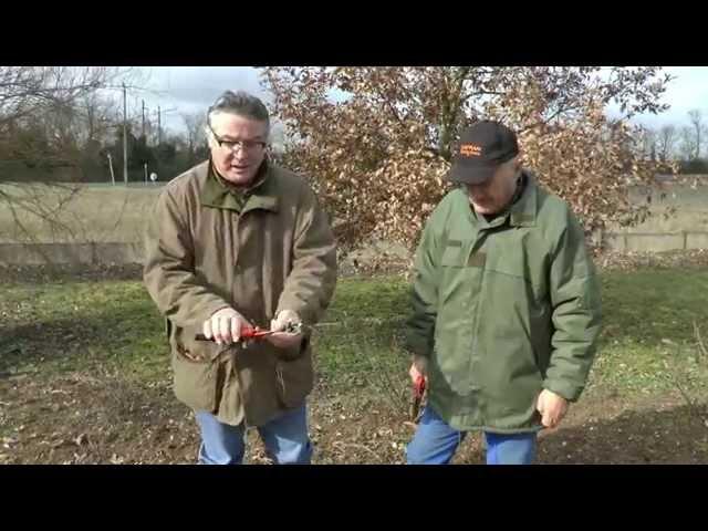 Cours de taille des arbres fruitiers - Le sécateur