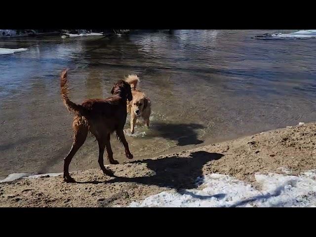 И снова собачий парк / Dog Park