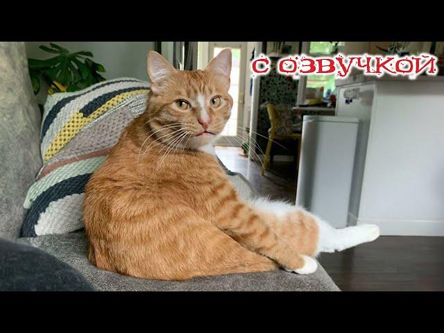 Funny animals! Funniest Cats and Dogs - 125