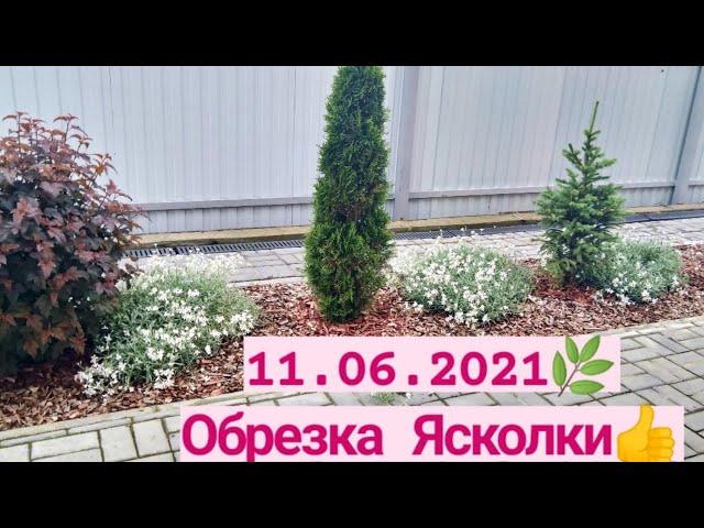 Мой сад 11.06.2021 ️/ Обрезка Ясколки 