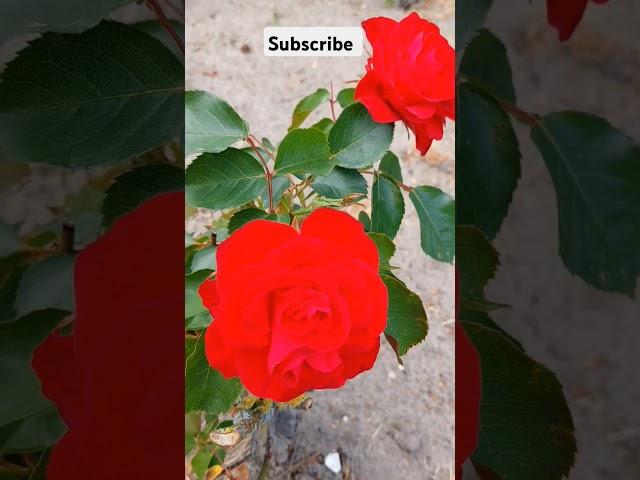 Red Rose #rose #roses #redrose #flowers #flower #nature #naturelovers #natural #amsterdamlife #love