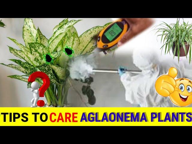 7 tips to care aglaonema plants 🪴|how to take care aglaonema plants |indoor plants