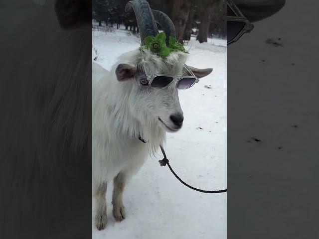 Oreo Angry Kashmiri got