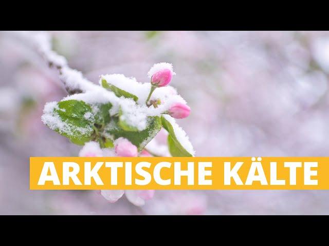 7-Tage-Wetter: Arktische Kälte knackt Frühlingsbollwerk